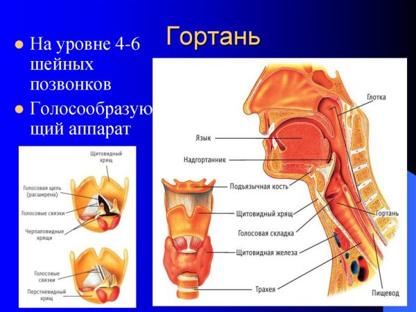 Строение глотки надгортанник