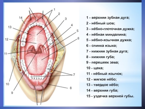 Строение глотки и гортани схема