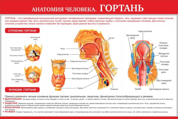 Анатомия гортани и глотки человека в картинках
