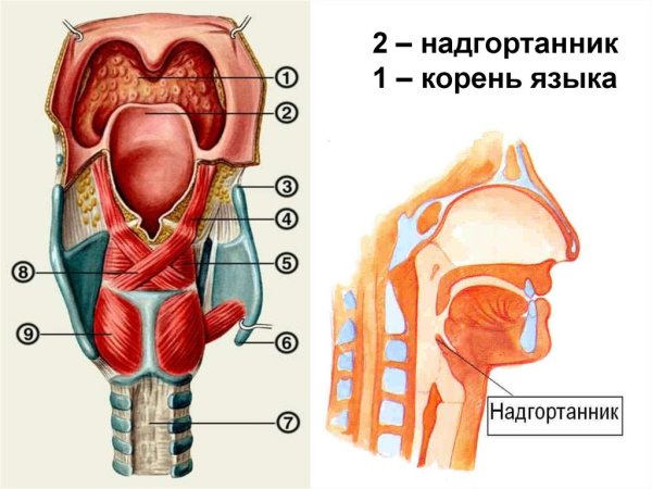 Надгортанник анатомия