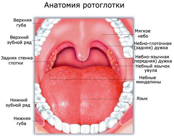 Надгортанник - epiglottis анатомия