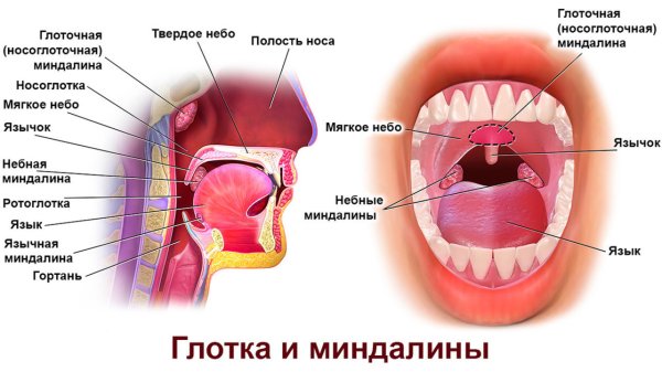 Носоглотка строение анатомия