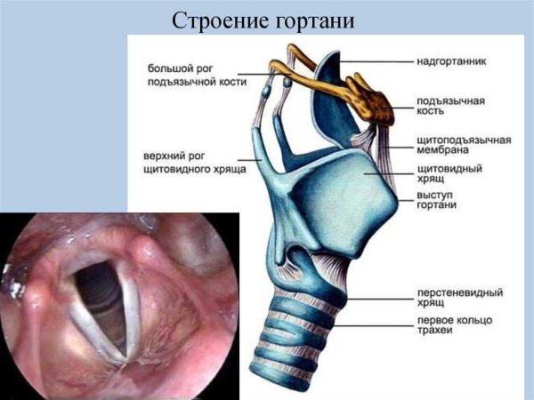 Миндалины в гортани анатомия