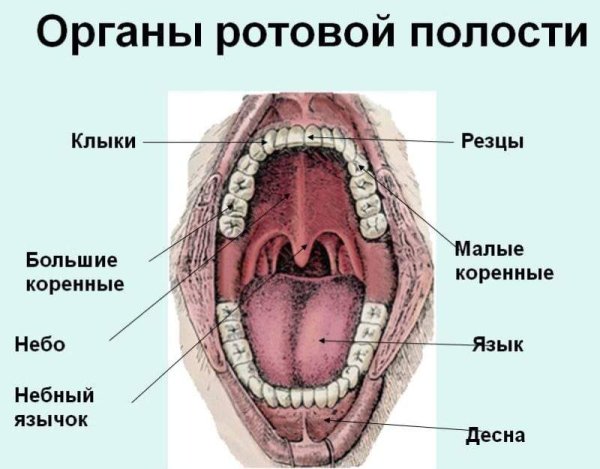 Трубная миндалина анатомия