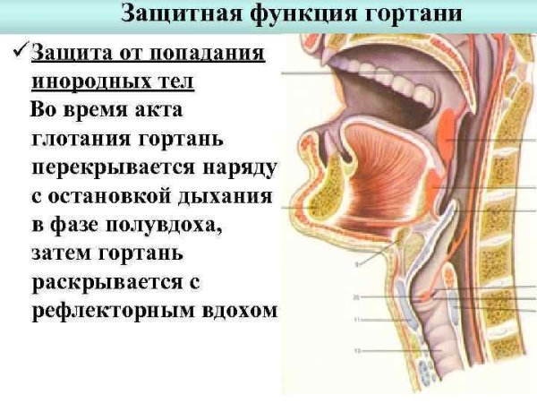 Строение горла у ребенка миндалины