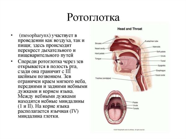 Певческий аппарат строение голосового аппарата