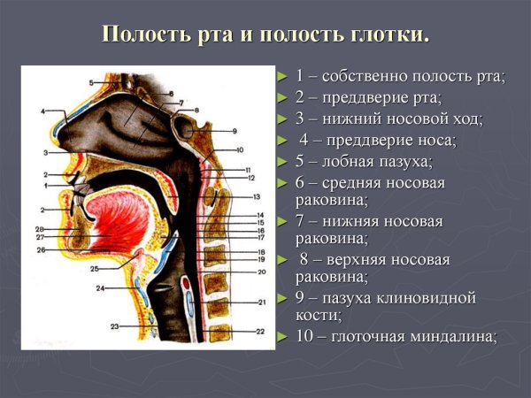 Назофарингеальный полип