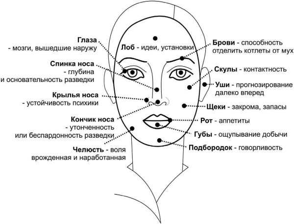 Физиогномика как читать человека по лицу