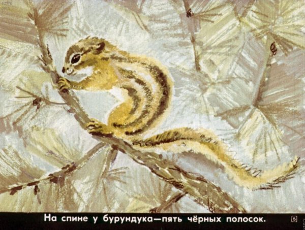Сказка Санги медведь и бурундук