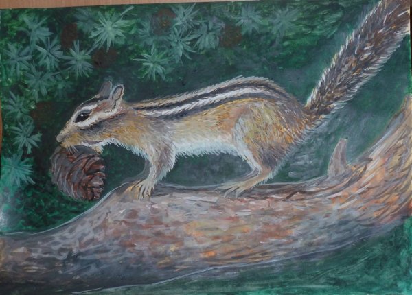 Бурундук рисунок