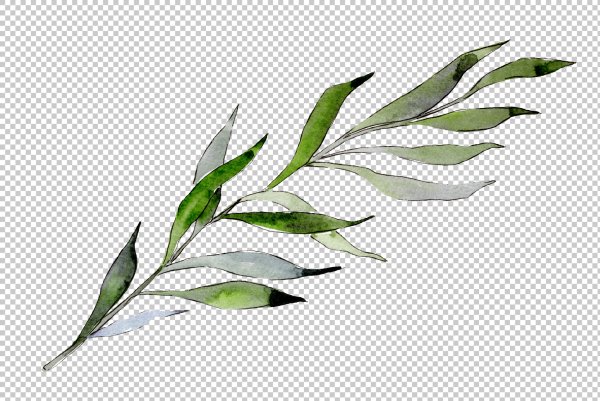 Ива белая, серебристая, ветла (Salix Alba)