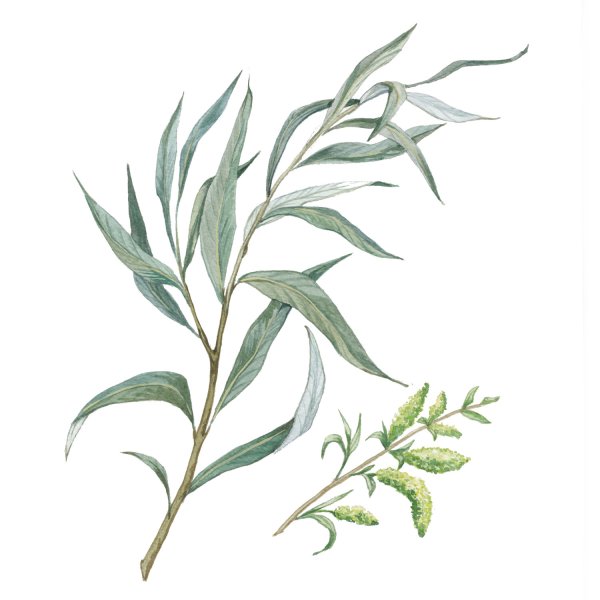 Веточка плакучей ивы