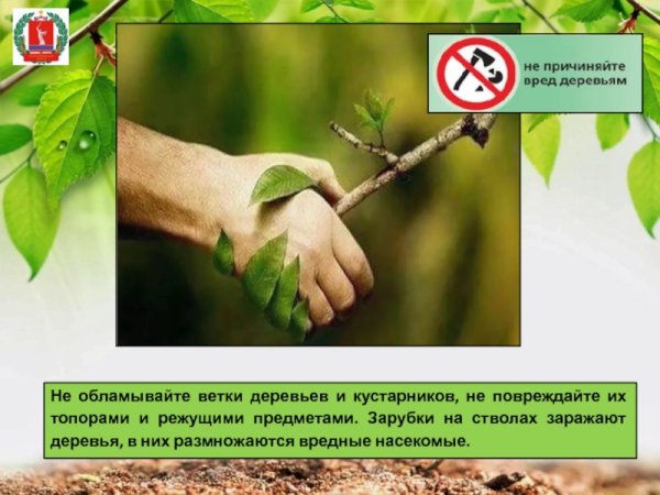 Не ломать деревья и кустарники