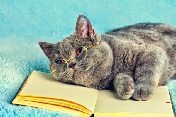 Котик с книжкой