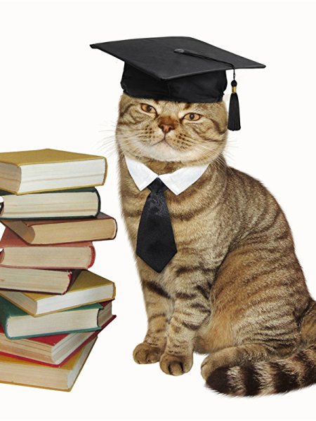 Коты ученые