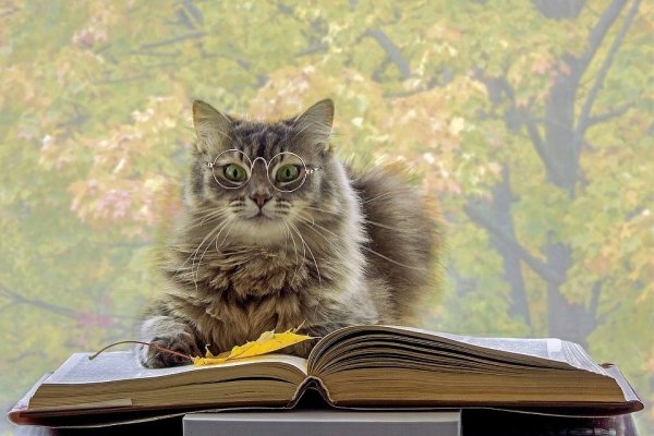 Кот с книгой