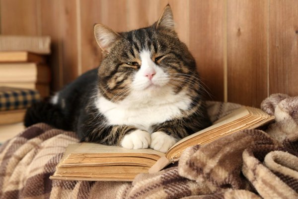 Уютные коты