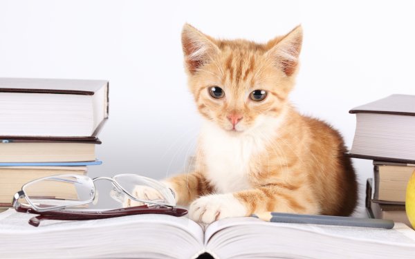 Книги про кошек