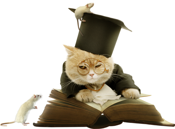 Котик с книжкой
