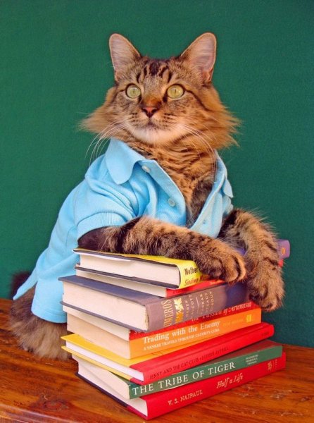 Кот в очках с книгой