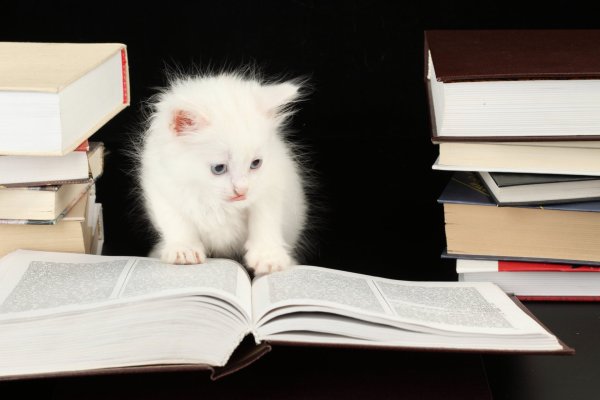 Кошка с книжкой