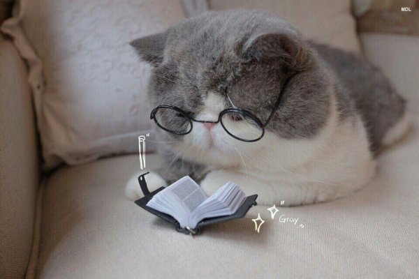 Кот в очках
