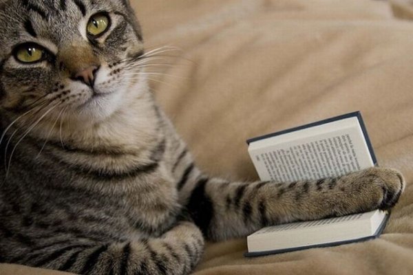 Умные коты
