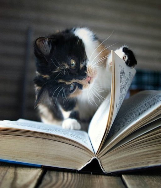 Кот с книгой