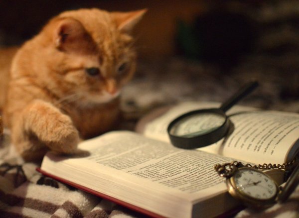 Кот историк