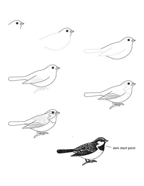 Пошаговый картинки птицы (50 фото)