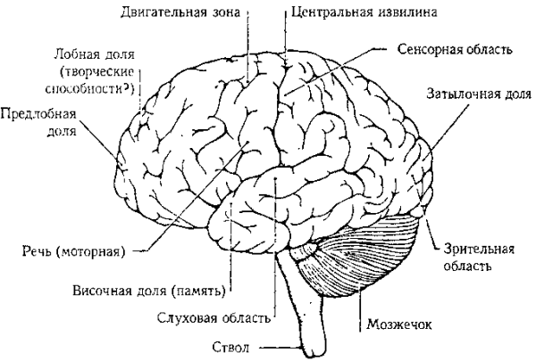 Схема строения головного мозга