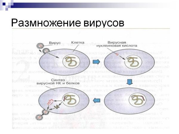 Этапы размножения вируса в клетке