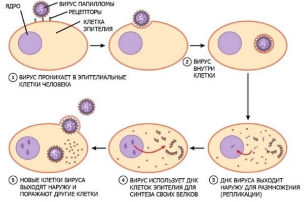 Размножение вируса в клетке схема