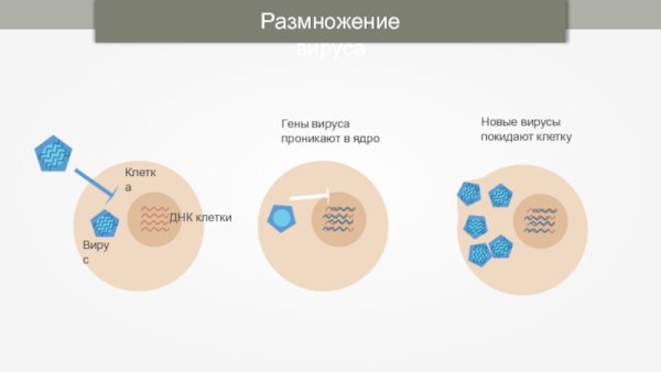 Размножение вирусов