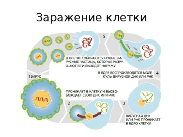 Этапы размножения вируса в клетке