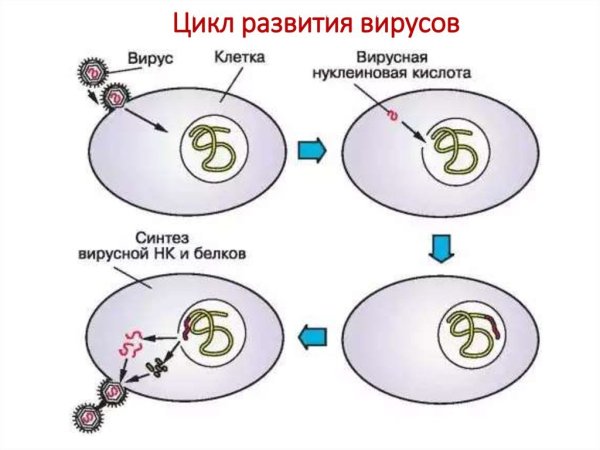 Цикл развития бактериофага схема
