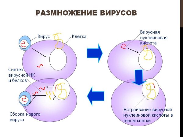 Этапы размножения вирусов