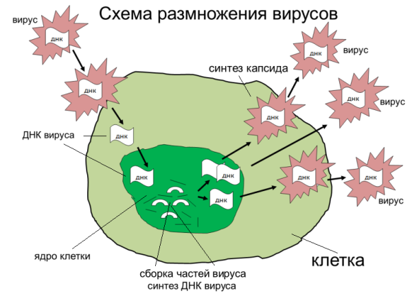 Порядок фаз размножения вирусов