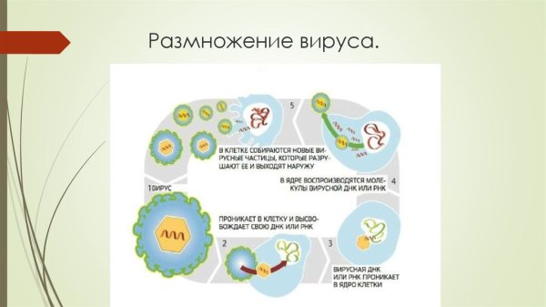 Этапы размножения вирусов