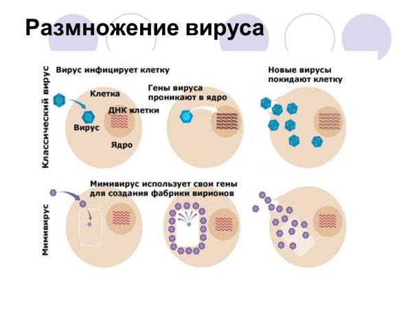 Этапы размножения вируса в клетке