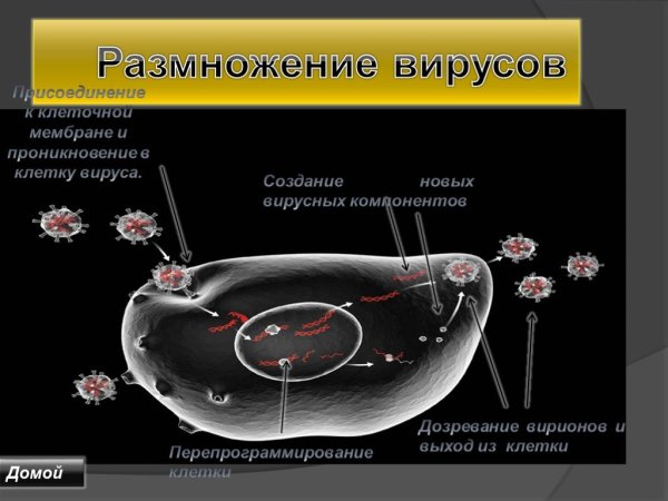 Размножение вирусов