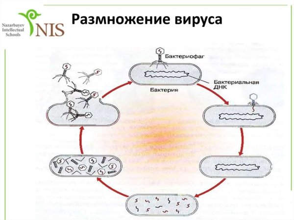 Размножение вирусов схема