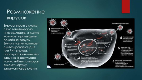 Цикл развития( размножения) вирусов