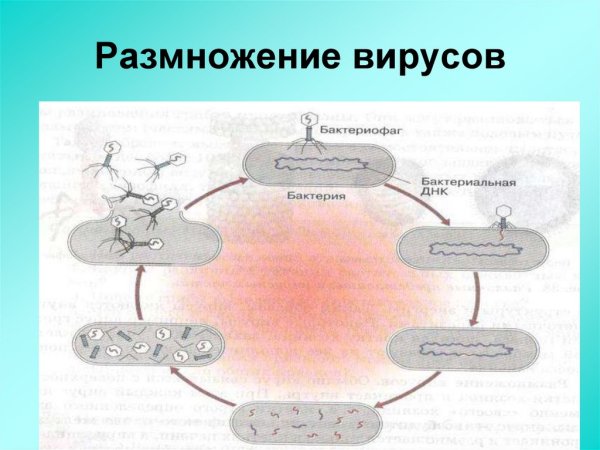 Размножение вируса бактериофага
