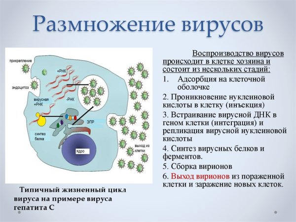 Процесс размножения вирусов