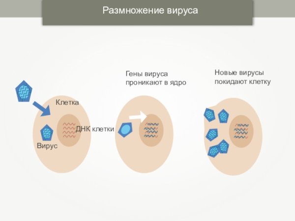 Размножение вирусов схема