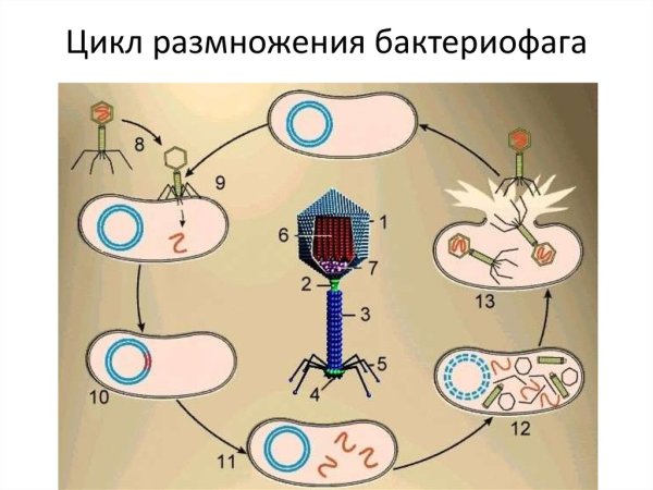 Цикл развития бактериофага