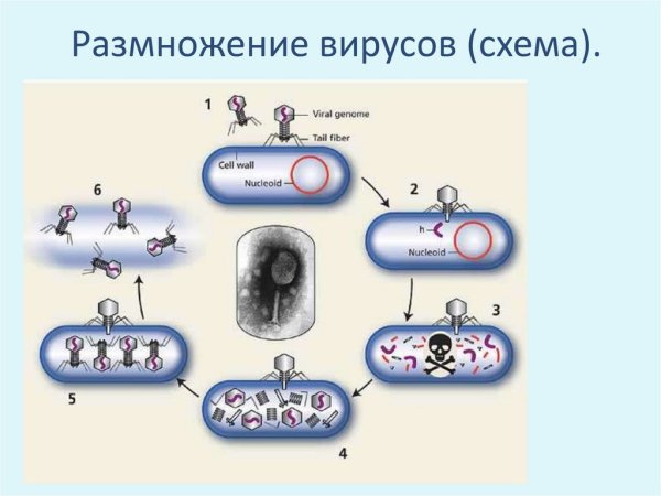 Размножение вирусов схема
