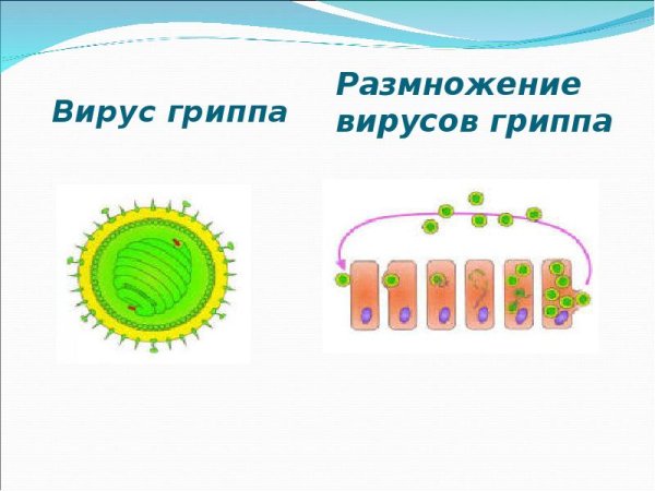 Вирусы размножаются