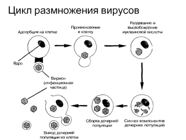 Фазы размножения вирусов